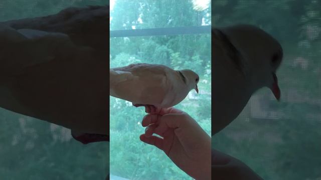 Смеющаяся горлица смотреть онлайн