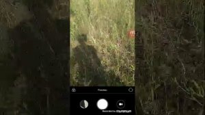 Ловим придких ящериц