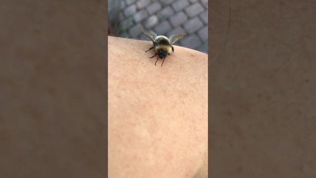 Сонный 🐝Шмель и Человек #фовеоныч