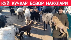 БОГОТ КУЙ КУЧКАР БОЗОР НАРХЛАРИ 10.01.2025Г