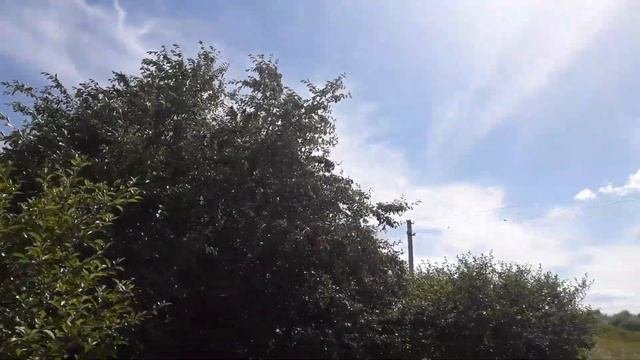 Огромная стая Скворцов напала на Вишню