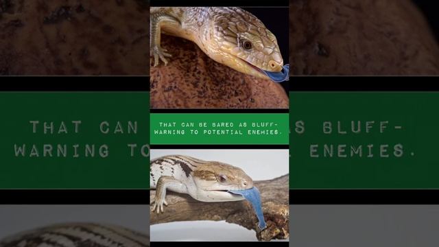 Blue Tongued Skinks | TTN REPTILES TV EDIT #shorts