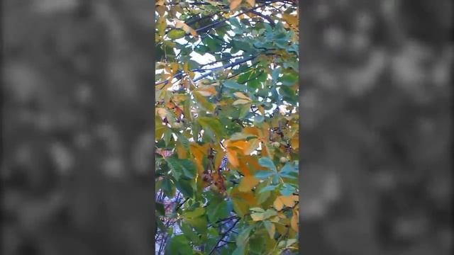 МЧС предупреждает. Чебоксары. 19 октября 2017 смотреть онлайн