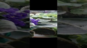 Моя фиалочная комната