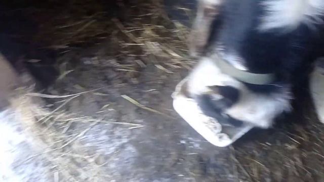 Обедняя кормёжка бычков.(откорм быков