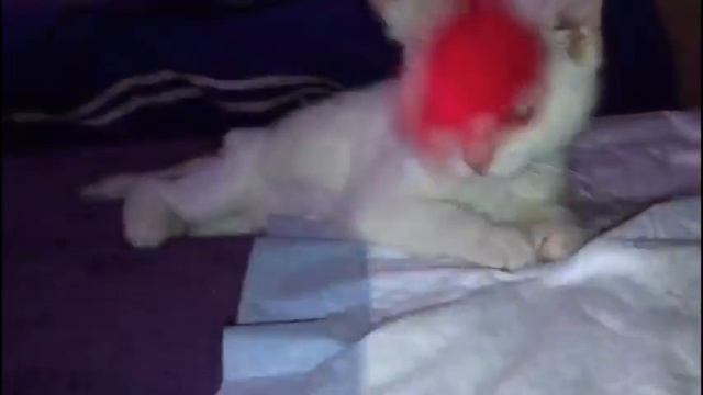 Беляша и обращение Оксаны. смотреть онлайн