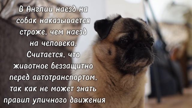 Интересные факты #labradorretriever #собака #doglover #pets #животные