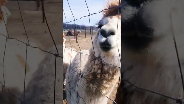 долина альпак/ valley alpac #alpaca #альпака