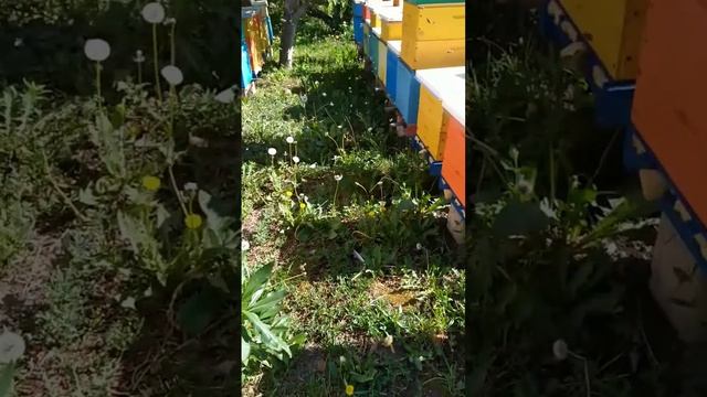 Золотые девочки довольны, рядом Луг и Лес