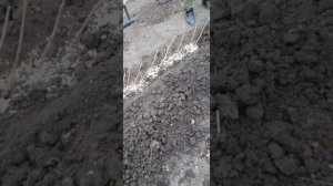 Осенняя посадка.    чебуков  Винограда  в  траншею.