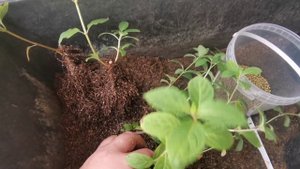 Результат черенкования гортензии BJ деревянным черенком🌱
