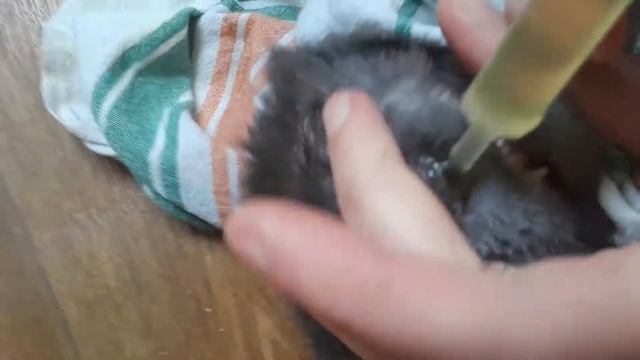 Вірган Гель для глаз котов , Как нанести гель на глаза. смотреть онлайн