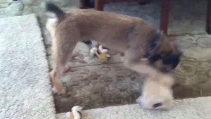 Интерактивная игрушка для собак Hide a Squirrel