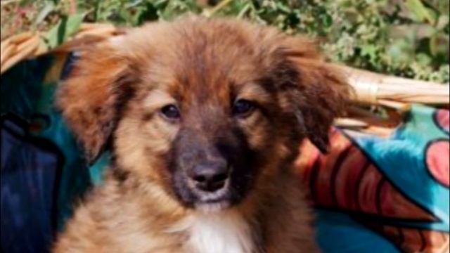 Волонтеры расплакались, когда раскрыли мешок и увидели, что с щенятами! смотреть онлайн