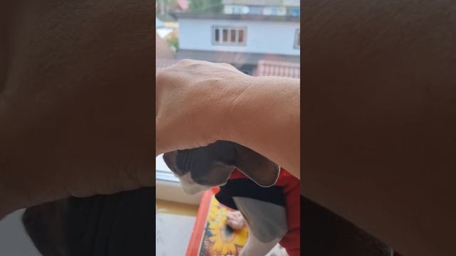 луис сфинкс любит в окно смотреть