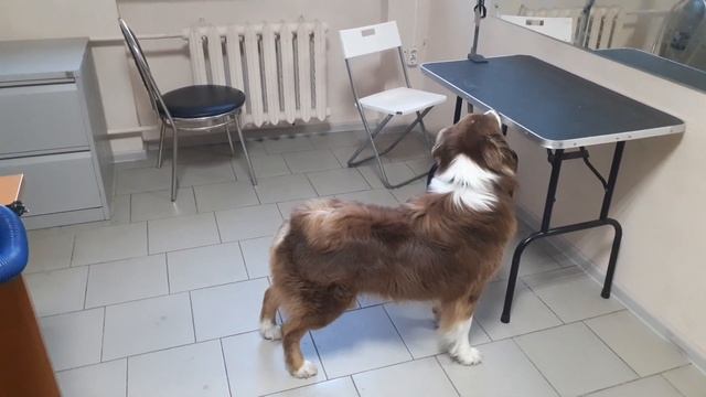 Изюм. Обыск помещения. Корица. смотреть онлайн