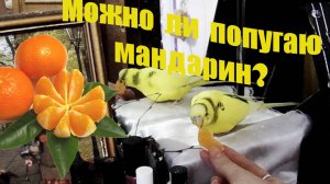 Можно ли волнистому попугаю МАНДАРИН? Первый раз пробует мандарин! The use of Mandarin for birds