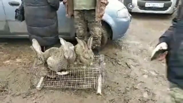 Откорм Кроликов породы фландер.