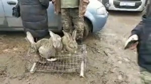 Откорм Кроликов породы фландер.