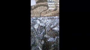 Набор для выращивания Вешенки начало