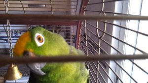 Попугай амазон