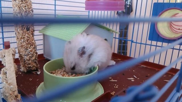 Хомяк кушает 🐹