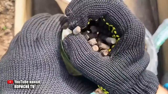 Пожовтіло листя часнику Зробіть це підживлення і вони знову стануть зеленими!
