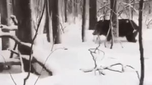 Кабан охотится на охотника - угарное видео !!!