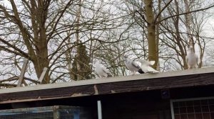 #Голуби, #Спортивные голуби, #Среднеазиатские голуби, двухчубые, #Brieftauben, Racing #pigeons