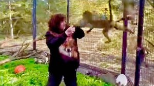 Люська никак не хочет выпускать папу из вольера, а из мамы просто ТРАМПЛИН делает)))