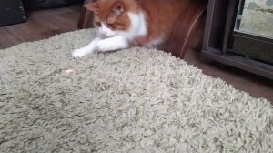 Лазерная указка для кошки - польза или вред?!