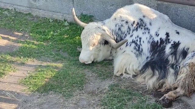 Домашний як смотреть онлайн