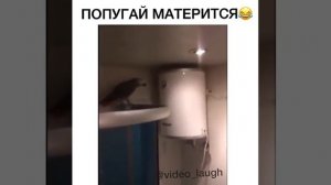 Попугай матерщинник