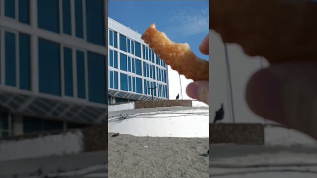 Домашняя чайка Фëдор)