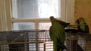 Александрийский попугай. Поведение.