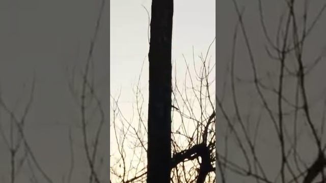 Как поймать ястреба.