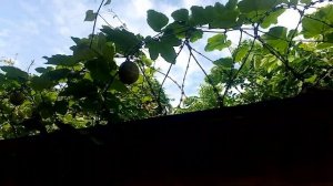 TAGIRI (Christmas Melon) FOR NEWCASTLE POULTRY DISEASE