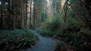 Тропический лес Хох расслабляющая осенняя прогулка по тропическому лесу в Олимпийском парке под звук