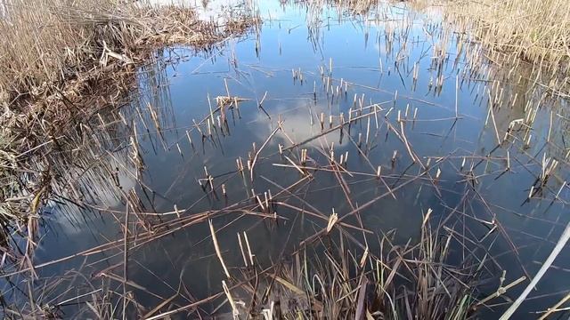 Делаю озеро из болота своими руками. Сделал пилу, поставил сетку смотреть онлайн