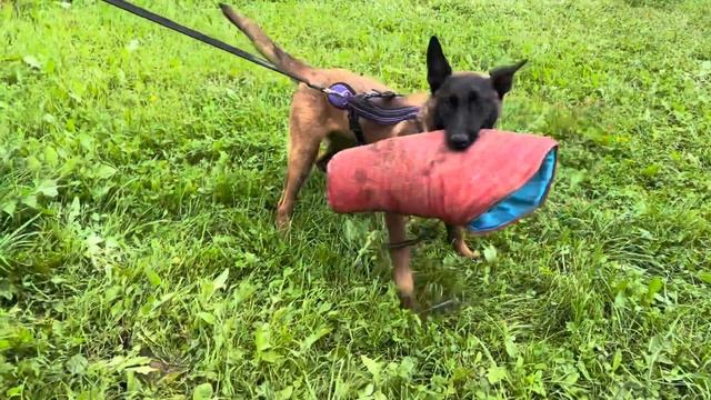 Malinois kennel Dzhaniko.  Floyd 6 months Hunter Extra Temperament. Prepare mondioring