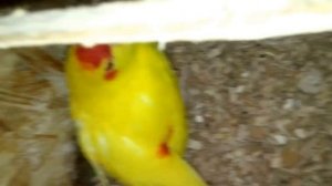 пара какариков.самка на гнезде