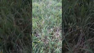 Трофейная охота на косулю 2024