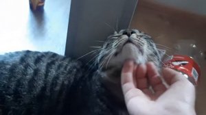 Кошка котится.