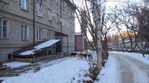 Проблема по бродячим собакам в Кисловодске не решается!!!.......