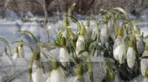 Офицерские жены 2