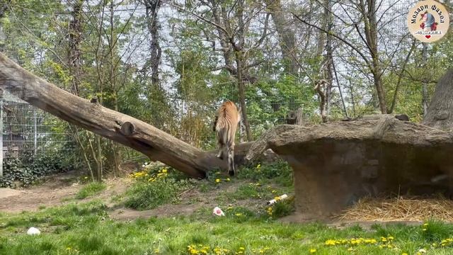 🇩🇪VLOG:Курпачахо омада расид 🤩 Савготи аз Ватан ☺️ Либосхои арзон ✔️ смотреть онлайн