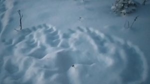 Загадочные следы на снегу ❄🐾 👣 ❄ Traces of birds and animals in the snow