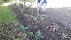 Копаю супер-картошку сорт Сынок, которую не нужно окучивать.