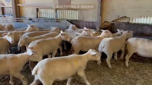 Плнменные овцы из Ирландии Дорсет Полл! Племенные животные из Европы! Разведение овец в России