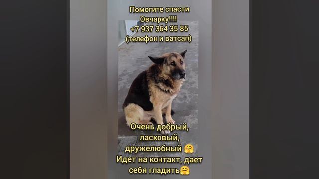 Помощь овчарку🙏🏻😭